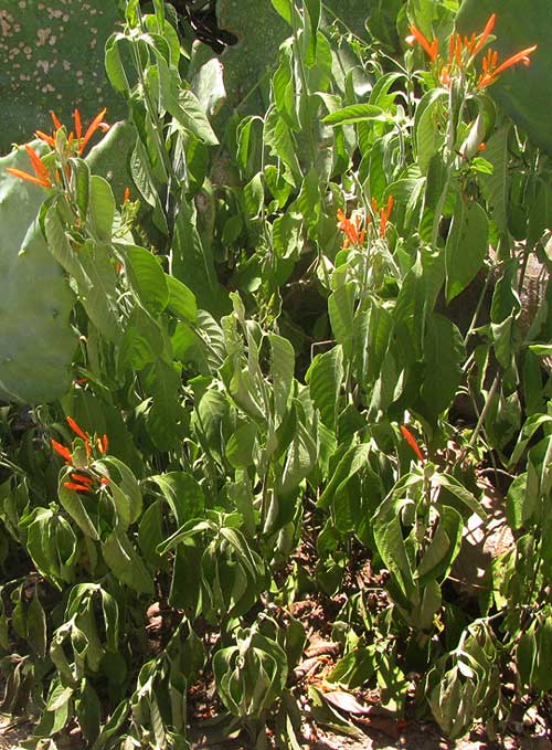 Mexican Honeysuckle, JUSTICIA SPICIGERA