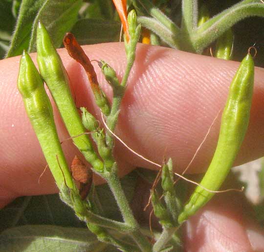 Mexican Honeysuckle, JUSTICIA SPICIGERA, fruits