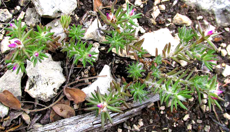 Shaggy Portulaca, PORTULACA PILOSA