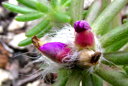 Shaggy Portulaca, PORTULACA PILOSA, flowers among fuzz