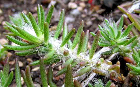 Shaggy Portulaca, PORTULACA PILOSA, hairs on stem