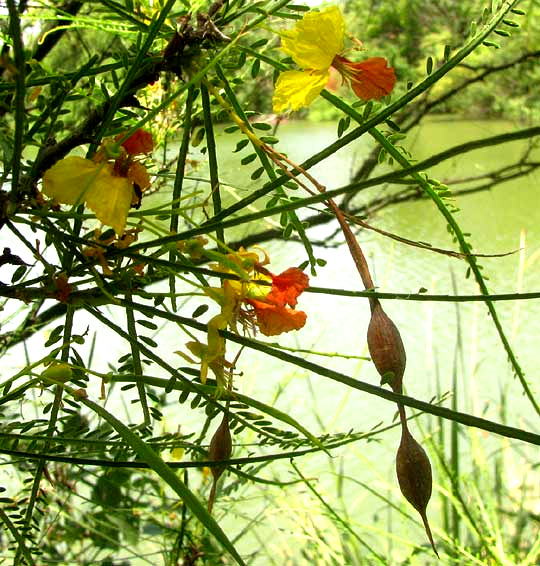 Jerusalem-thorn, PARKINSONIA ACULEATA, legumes and flowers