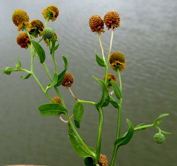 Smallhead Sneezeweed, HELENIUM MICROCEPHALUM, flower heads & leaves