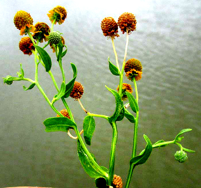 Smallhead Sneezeweed, HELENIUM MICROCEPHALUM, flower heads & leaves