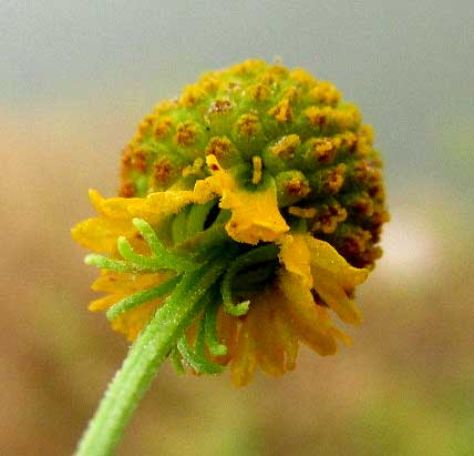 Smallhead Sneezeweed, HELENIUM MICROCEPHALUM, flowering head