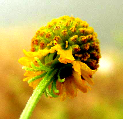 Smallhead Sneezeweed, HELENIUM MICROCEPHALUM, flowering head