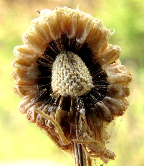 Smallhead Sneezeweed, HELENIUM MICROCEPHALUM, fruiting head showing spherical receptacle