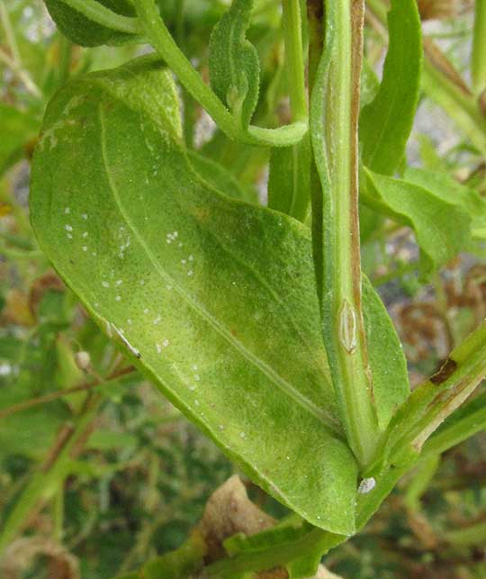 Smallhead Sneezeweed, HELENIUM MICROCEPHALUM, leaves & winged stem