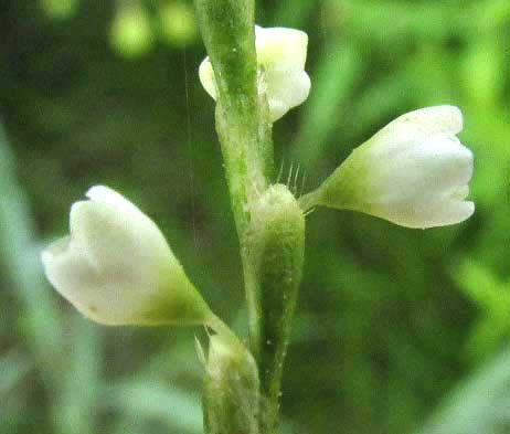 Swamp Smartweed, POLYGONUM HYDROPIPEROIDES, 