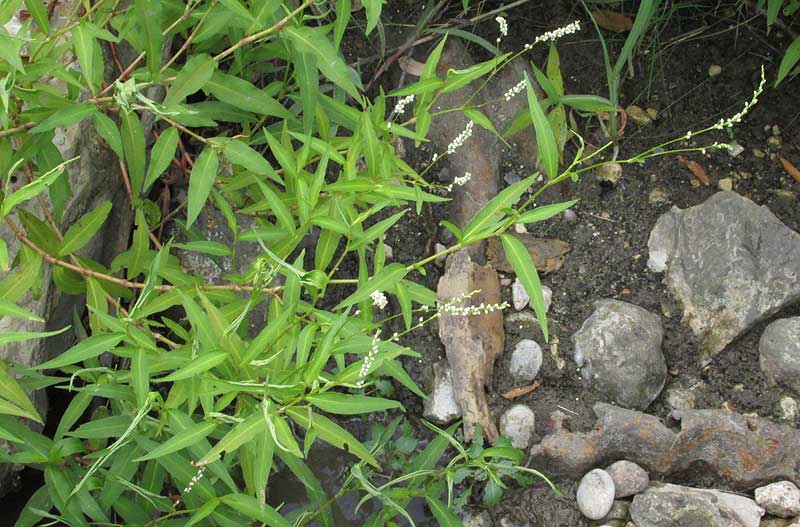 Swamp Smartweed or Mild Waterpepper, POLYGONUM HYDROPIPEROIDES