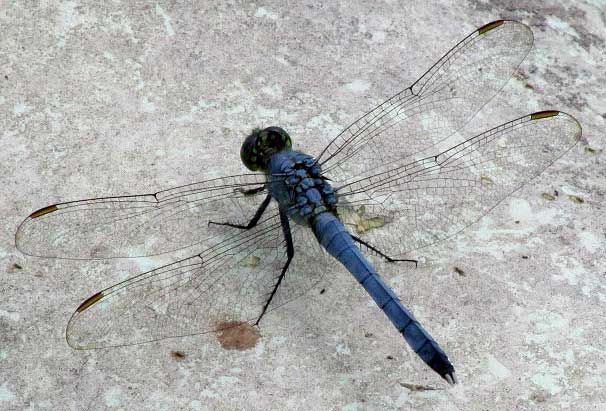 Eastern Pondhawk, ERYTHEMIS SIMPLICICOLLIS