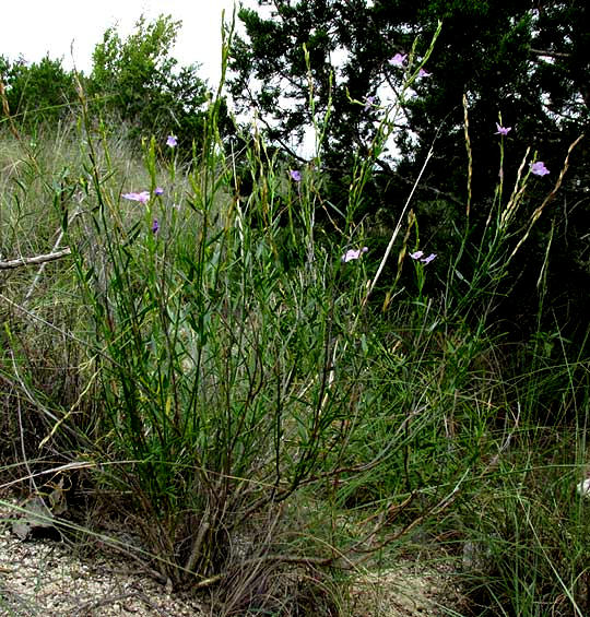 Flaxleaf Bouchea, BOUCHEA LINIFOLIA