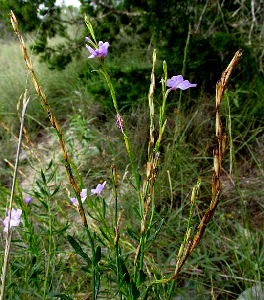 Flaxleaf Bouchea, BOUCHEA LINIFOLIA, flowers & fruits