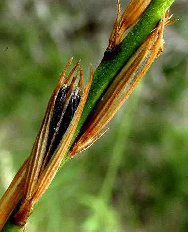 Flaxleaf Bouchea, BOUCHEA LINIFOLIA, fruit inside brown calyx