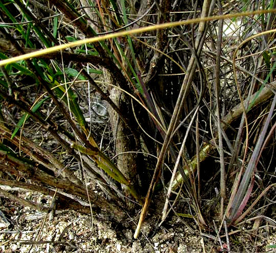 Flaxleaf Bouchea, BOUCHEA LINIFOLIA, woody base