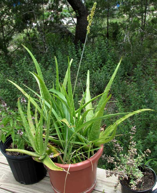 Milo, SORGHUM BICOLOR