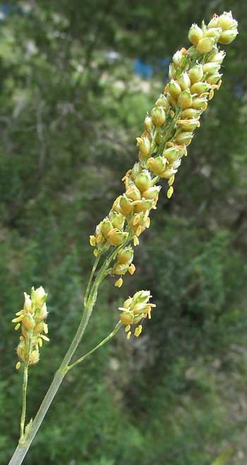 Milo, SORGHUM BICOLOR, inflorescence