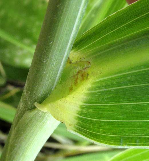 Milo, SORGHUM BICOLOR, ligule