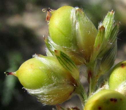 Milo, SORGHUM BICOLOR, grains developed in head