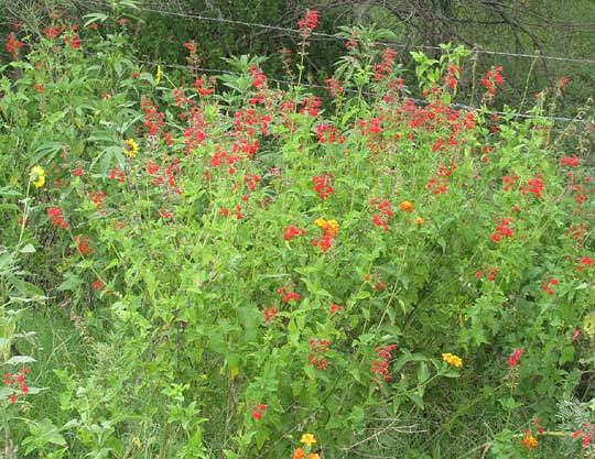 Scarlet Sage, SALVIA COCCINEA, colony