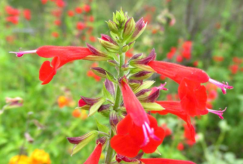Scarlet Sage, SALVIA COCCINEA, flowers