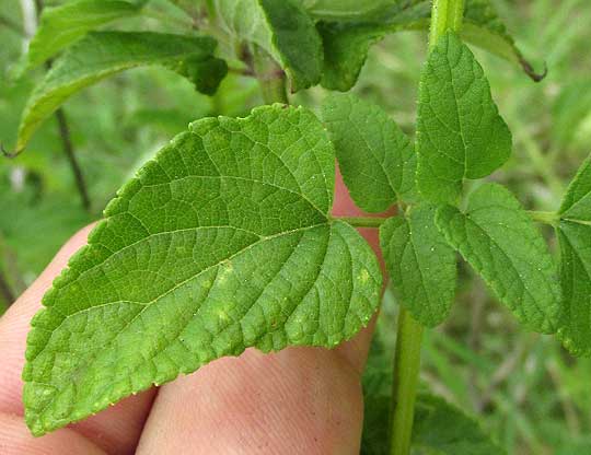 Scarlet Sage, SALVIA COCCINEA, leaves & stem