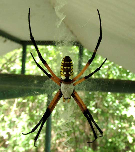Garden Spider, ARGIOPE AURANTIA