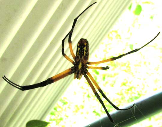 Garden Spider, ARGIOPE AURANTIA, ventral surface