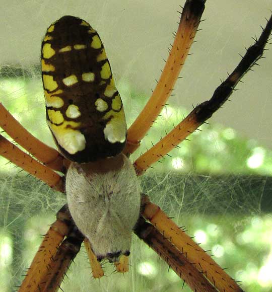 Garden Spider, ARGIOPE AURANTIA, close-up of top side