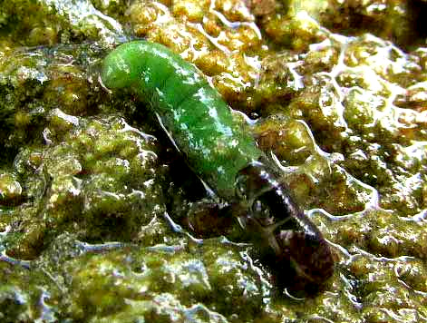 caddisfly larva, cf MACROSTEMUM CAROLINA
