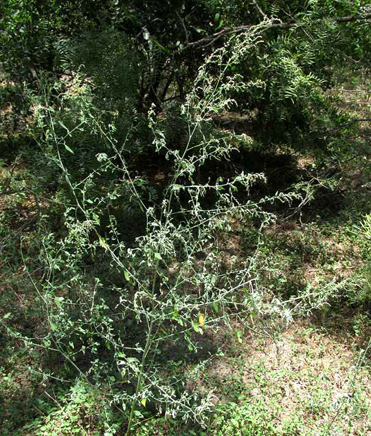 Lambsquarters, CHENOPODIUM BERLANDIERI