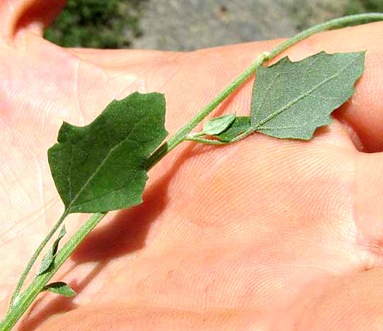 Lambsquarters, CHENOPODIUM BERLANDIERI, leaves