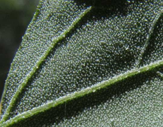 Lambsquarters, CHENOPODIUM BERLANDIERI, mealy hairs on leaf undersurface