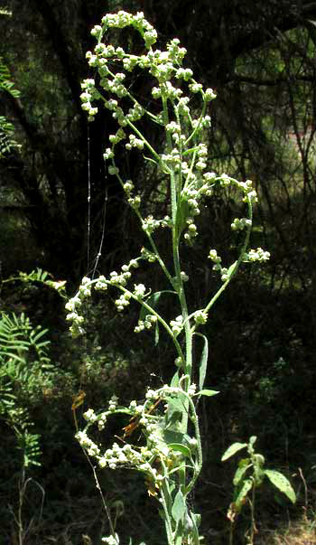 Lambsquarters, CHENOPODIUM BERLANDIERI, inflorescence