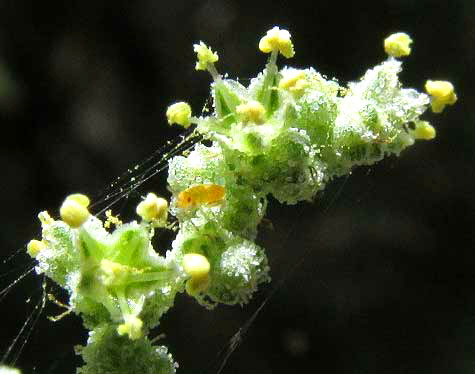 Lambsquarters, CHENOPODIUM BERLANDIERI, flowers