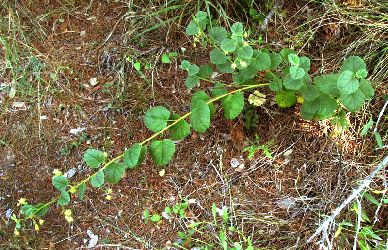 Texas Burswort, HERMANNIA TEXANA