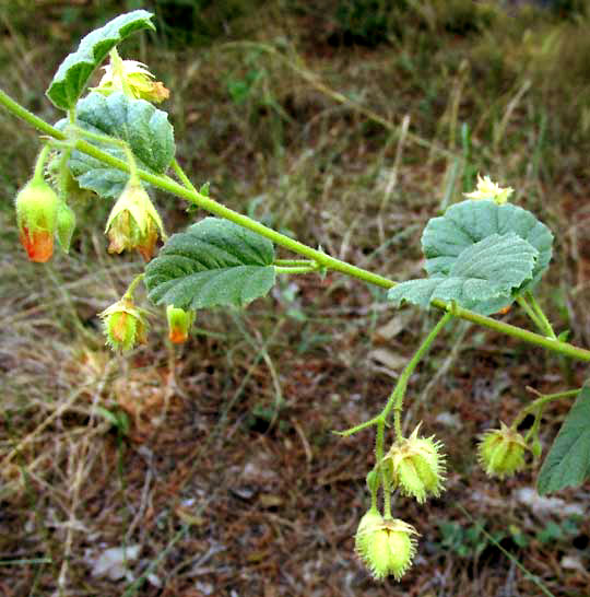 Texas Burswort, HERMANNIA TEXANA, flowers & fruit