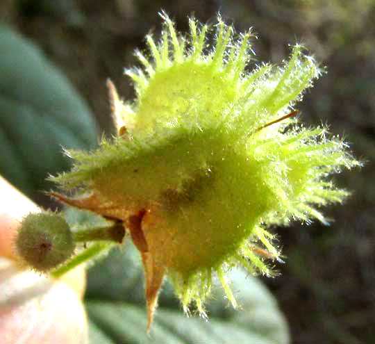 Texas Burswort, HERMANNIA TEXANA, fruit