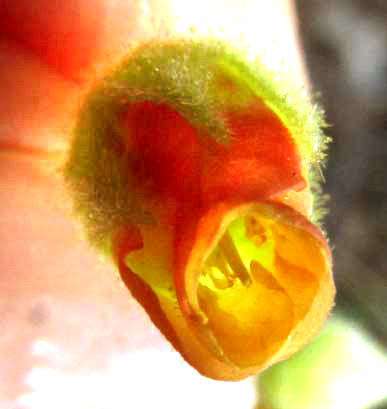 Texas Burswort, HERMANNIA TEXANA, flower, showing mouth