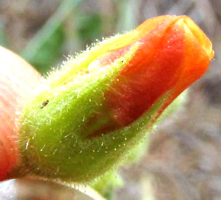 Texas Burswort, HERMANNIA TEXANA, flower from side