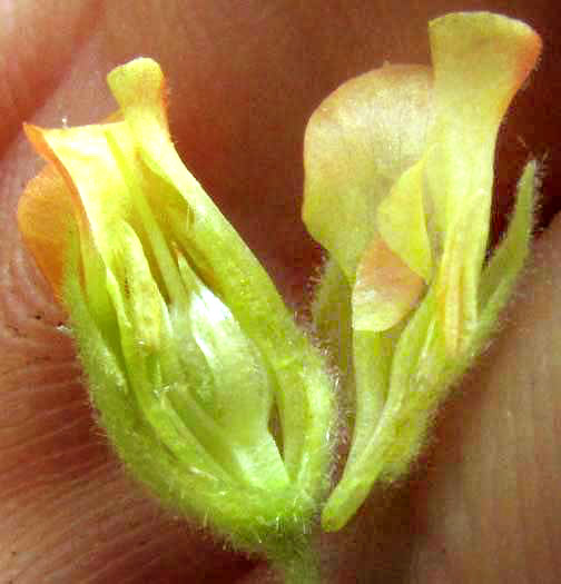 Texas Burswort, HERMANNIA TEXANA, flower, longitudinal section