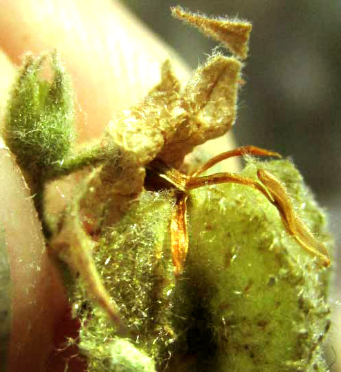 Texas Burswort, HERMANNIA TEXANA, staminal column