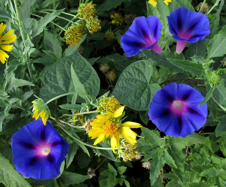 Purple Morning-glory, IPOMOEA PURPUREA