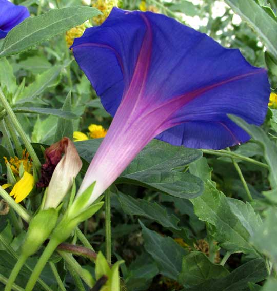 Purple Morning-glory, IPOMOEA PURPUREA, side view of corolla tube & sepals