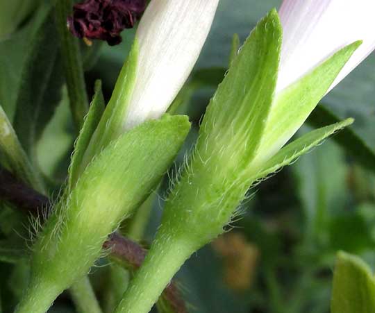 Purple Morning-glory, IPOMOEA PURPUREA, hairy calyx