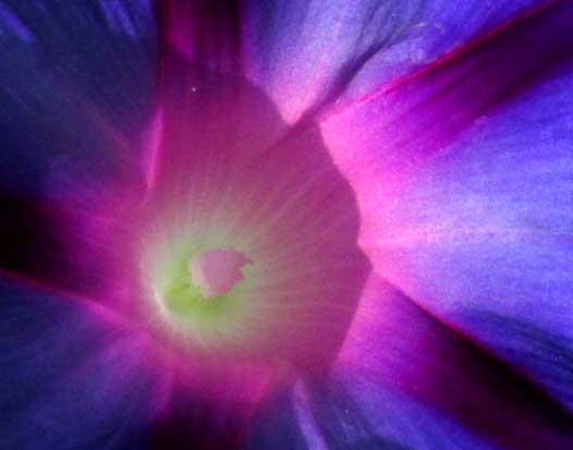 Purple Morning-glory, IPOMOEA PURPUREA, view down tube