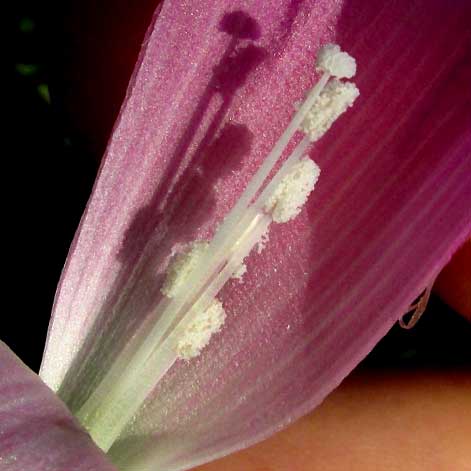 Purple Morning-glory, IPOMOEA PURPUREA, flower longitudinal section