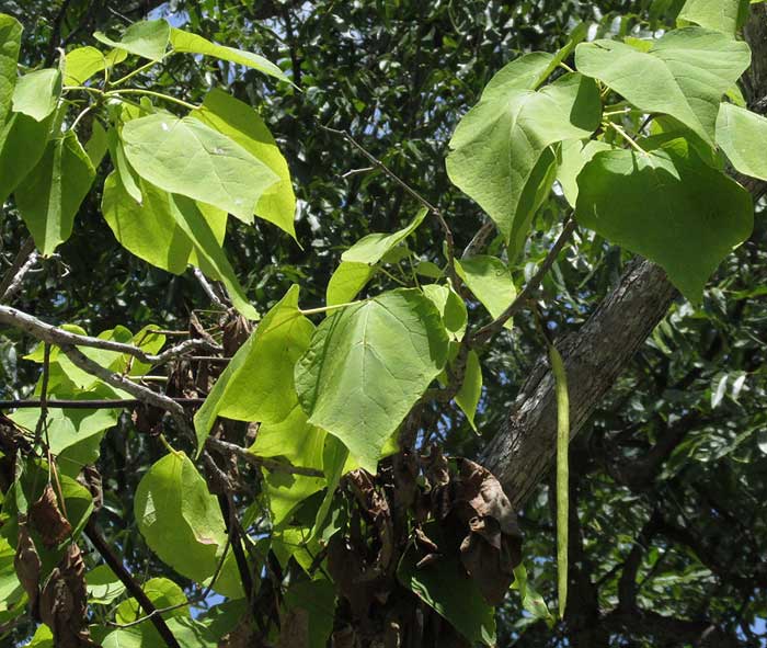 Southern Catalpa, CATALPA BIGNONIOIDES