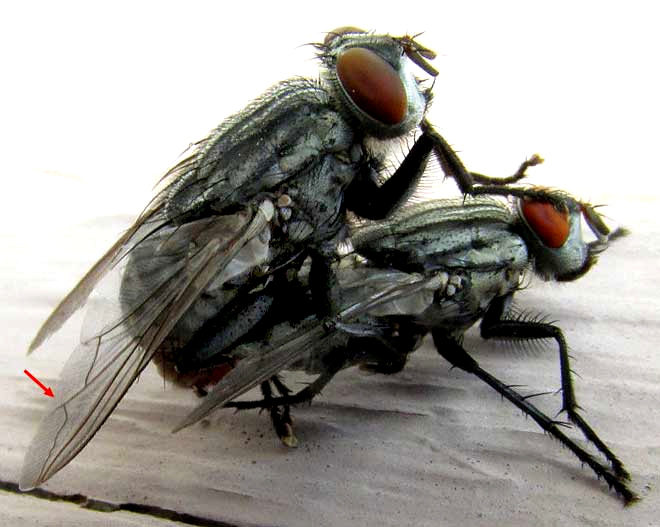 Housefly, MUSCA DOMESTICA