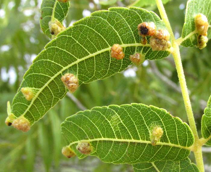 Walnut Wart Gall, formed by Eriophyid mites